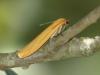 Eilema sororcula